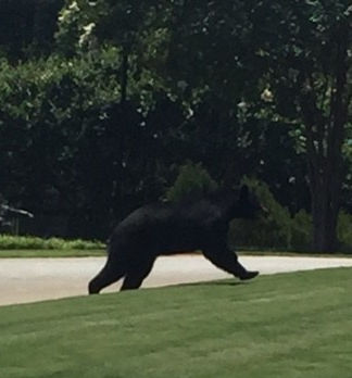 Multiple Black Bear Sightings Stirred Interest Over Summer