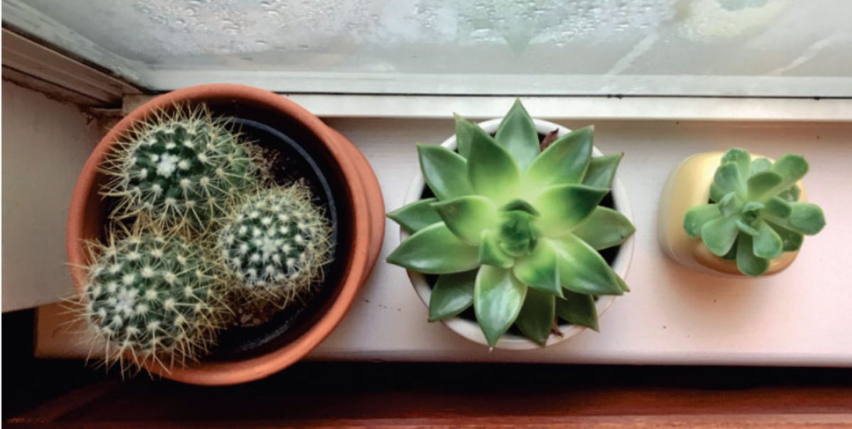 Maddie De Pree is a Junior, Vol. 2:  In Which I Become A (Slightly) Reluctant Succulent Mom