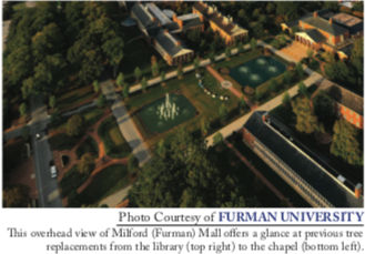 Understanding the Decision to Cut Down the Trees on the Furman Mall