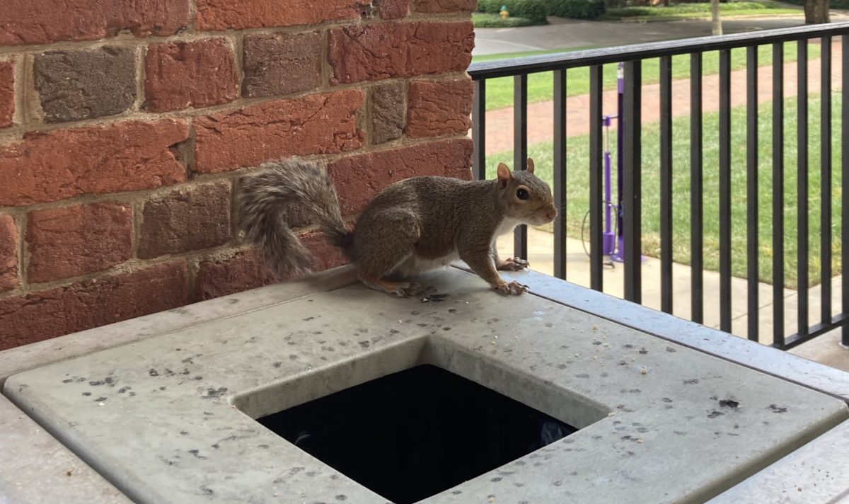 Squirrels, Scandal and Social Distancing