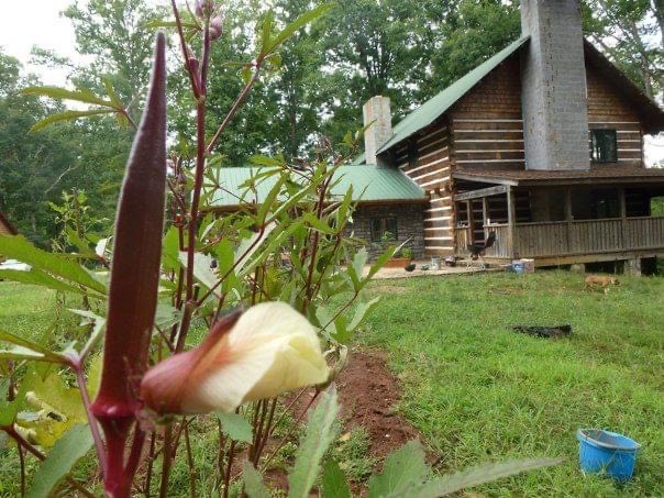 Okra growing in the garden of the former Kappa Alpha fraternity house where parties took place over the weekend of Aug. 22.